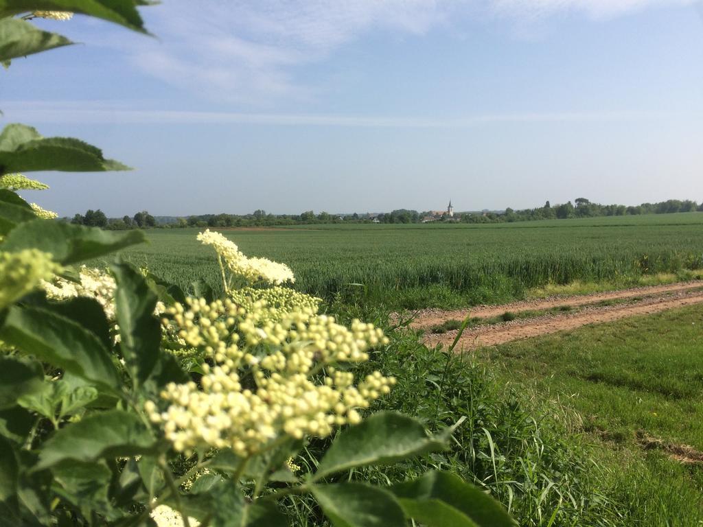 Alte Heimat Leilighet Schwegenheim Eksteriør bilde