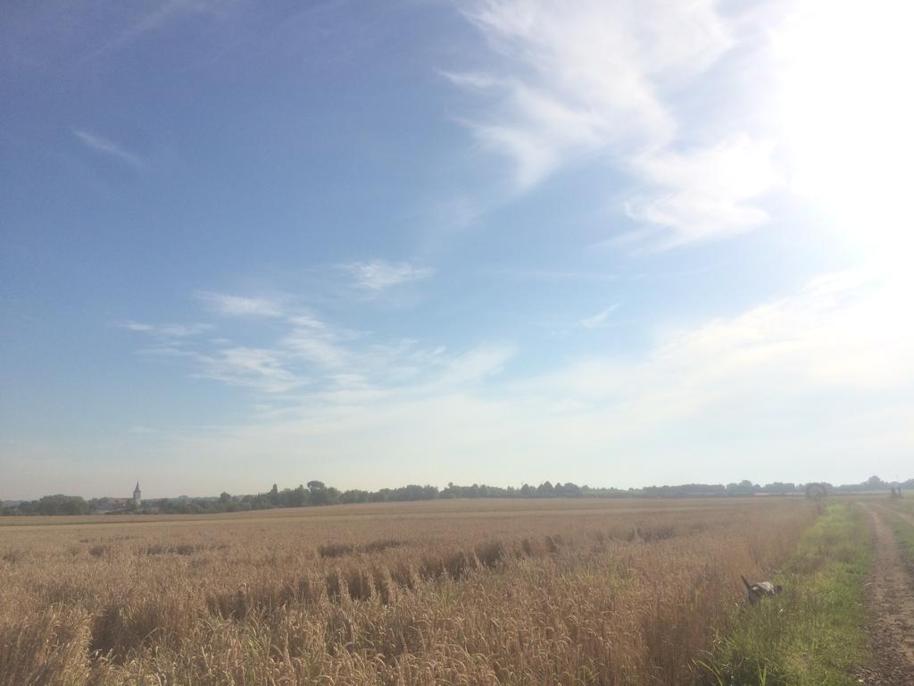 Alte Heimat Leilighet Schwegenheim Eksteriør bilde