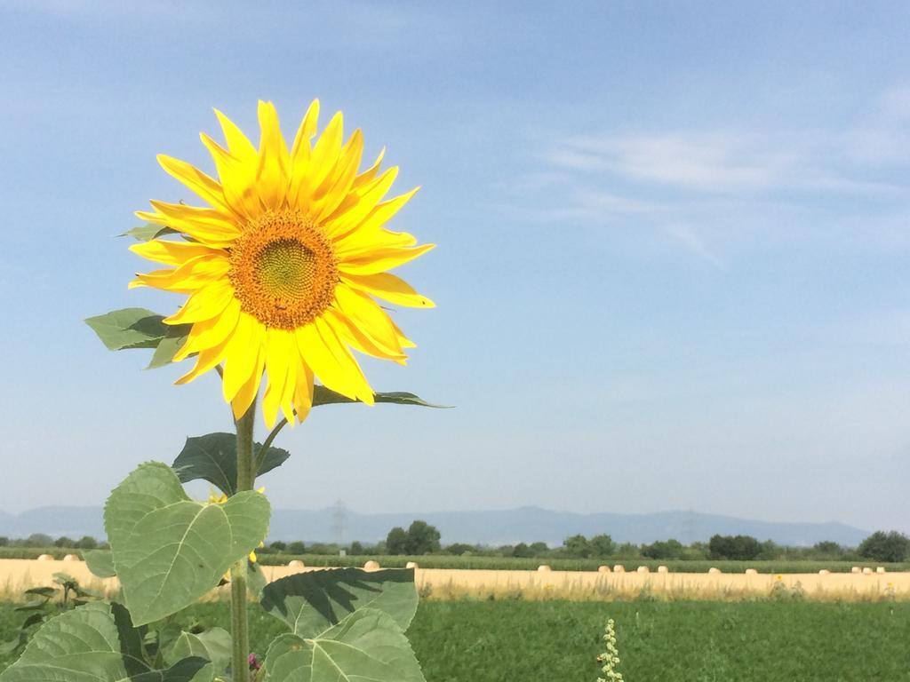 Alte Heimat Leilighet Schwegenheim Eksteriør bilde