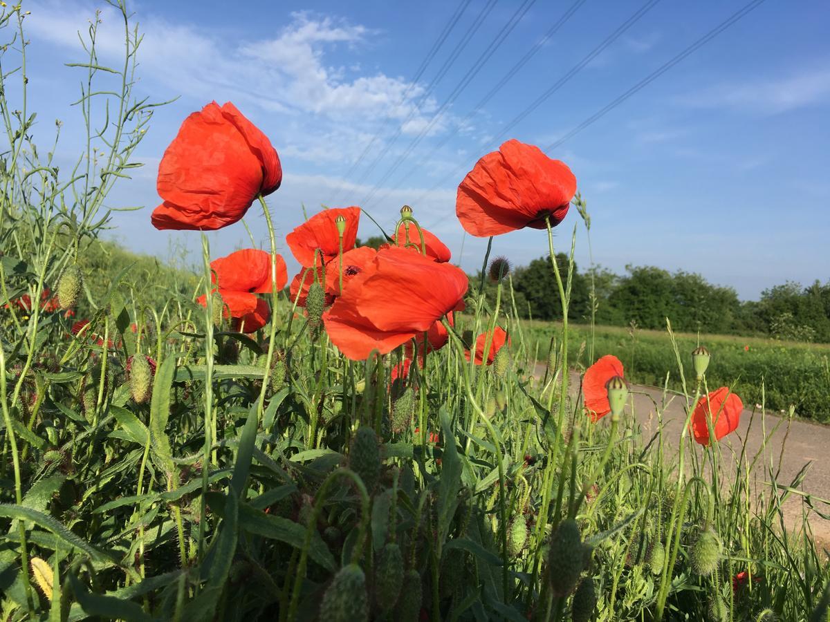 Alte Heimat Leilighet Schwegenheim Eksteriør bilde